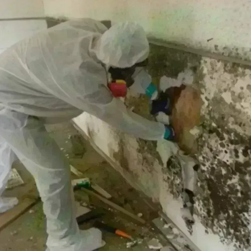 Mold Remediation and Removal in Waycross, GA